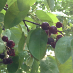 Picture of fruit of trees